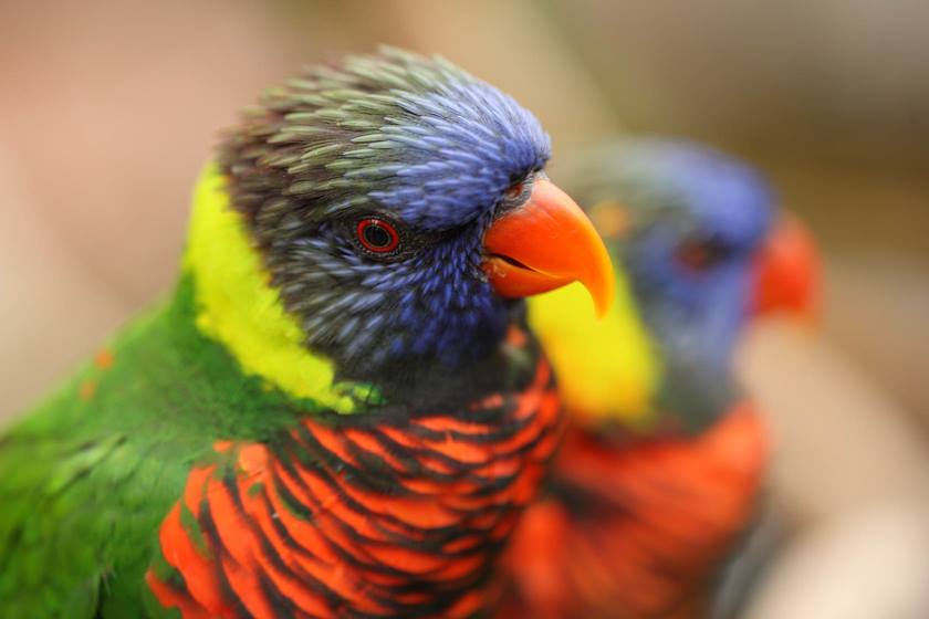 Image of colourful parrots taken with EF 100mm f/2.8L Macro IS USM