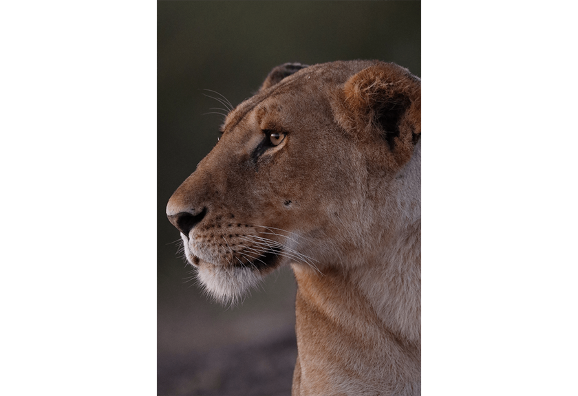 Photo of lioness taken with EF 400mm f/2.8L IS III USM Lens