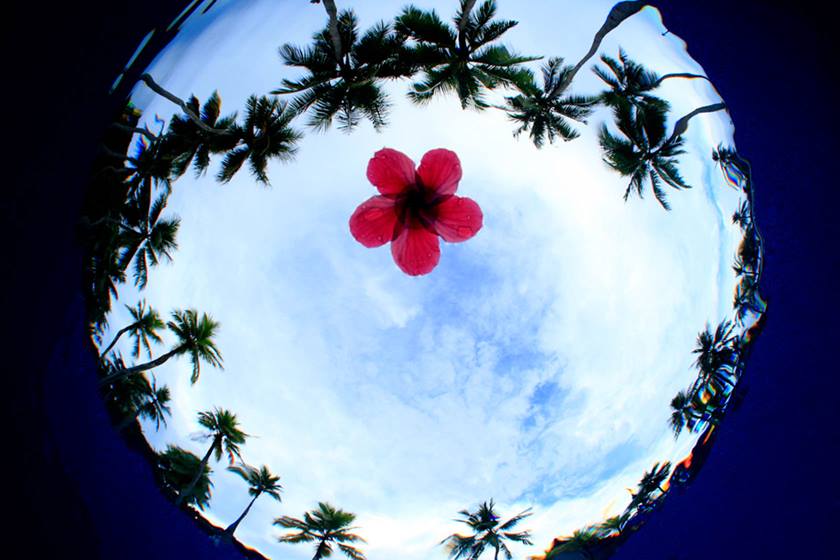 Image of palm trees and a flower taken using EF 8-15mm f/4L Fisheye USM
