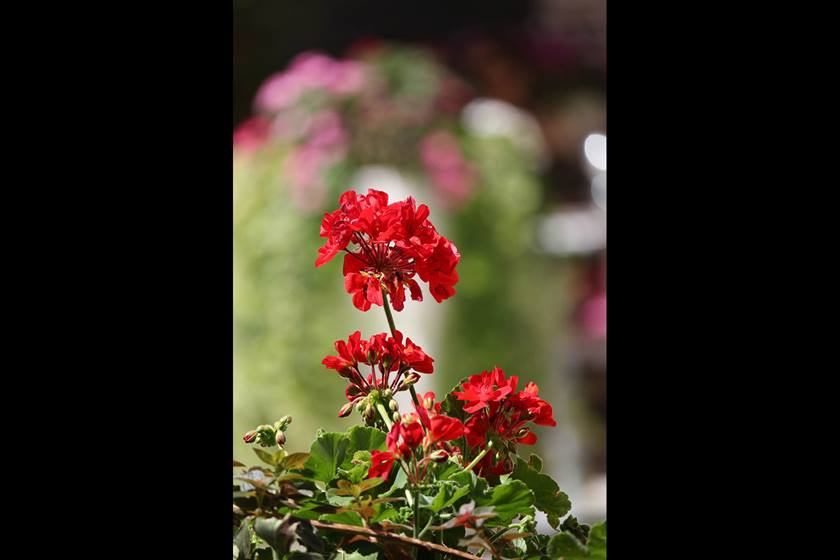 Image of red flowers taken with EF-S 55mm f/4-5.6 IS STM