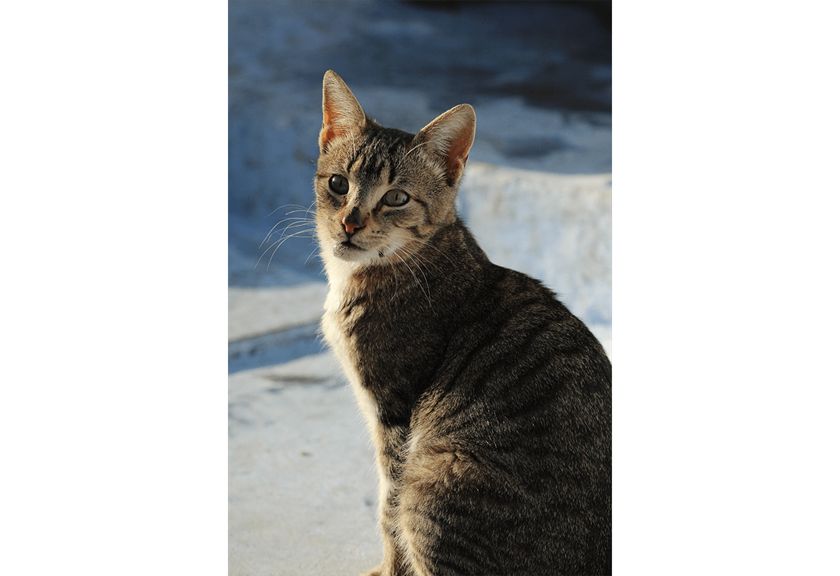 Portrait image of cat taken with EOS 1500D