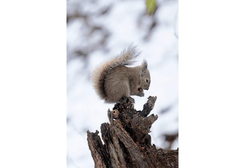 Close up shot of squirrel taken using RF 600mm F11 IS STM