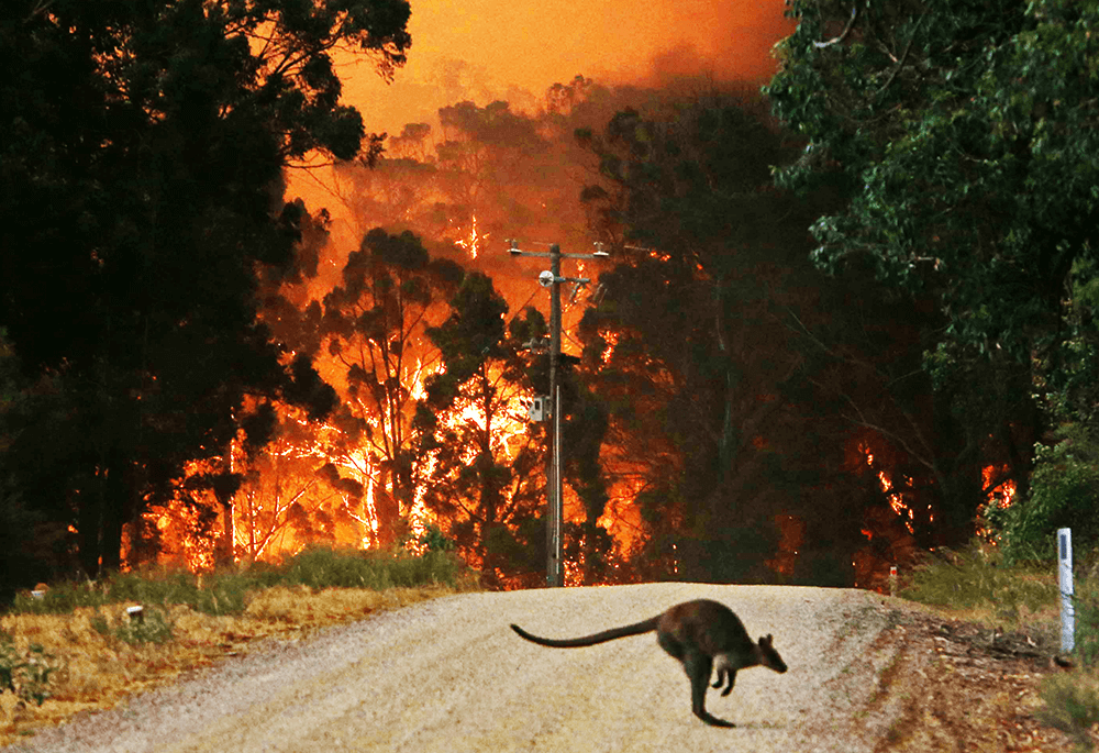 Image of a kangaroo in the bushfire by @afrancisphoto