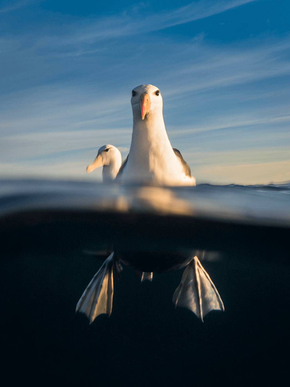 Image of a seagull by @submerged_images