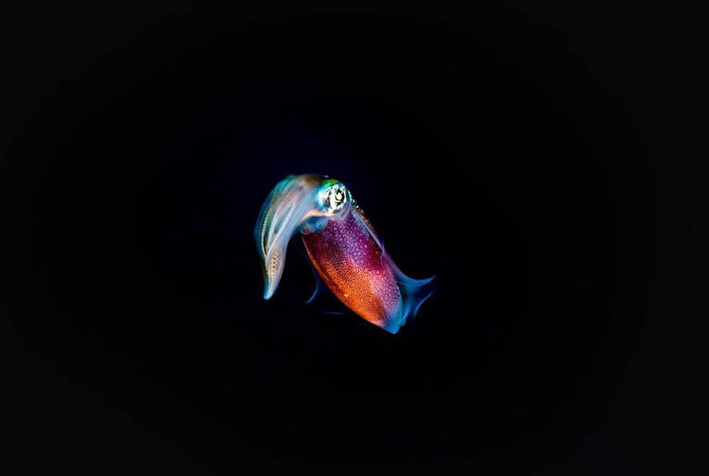 Macro underwater image of squid