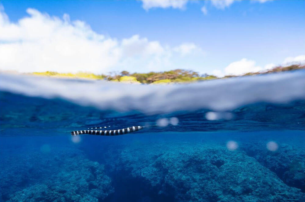 Underwater image of snake