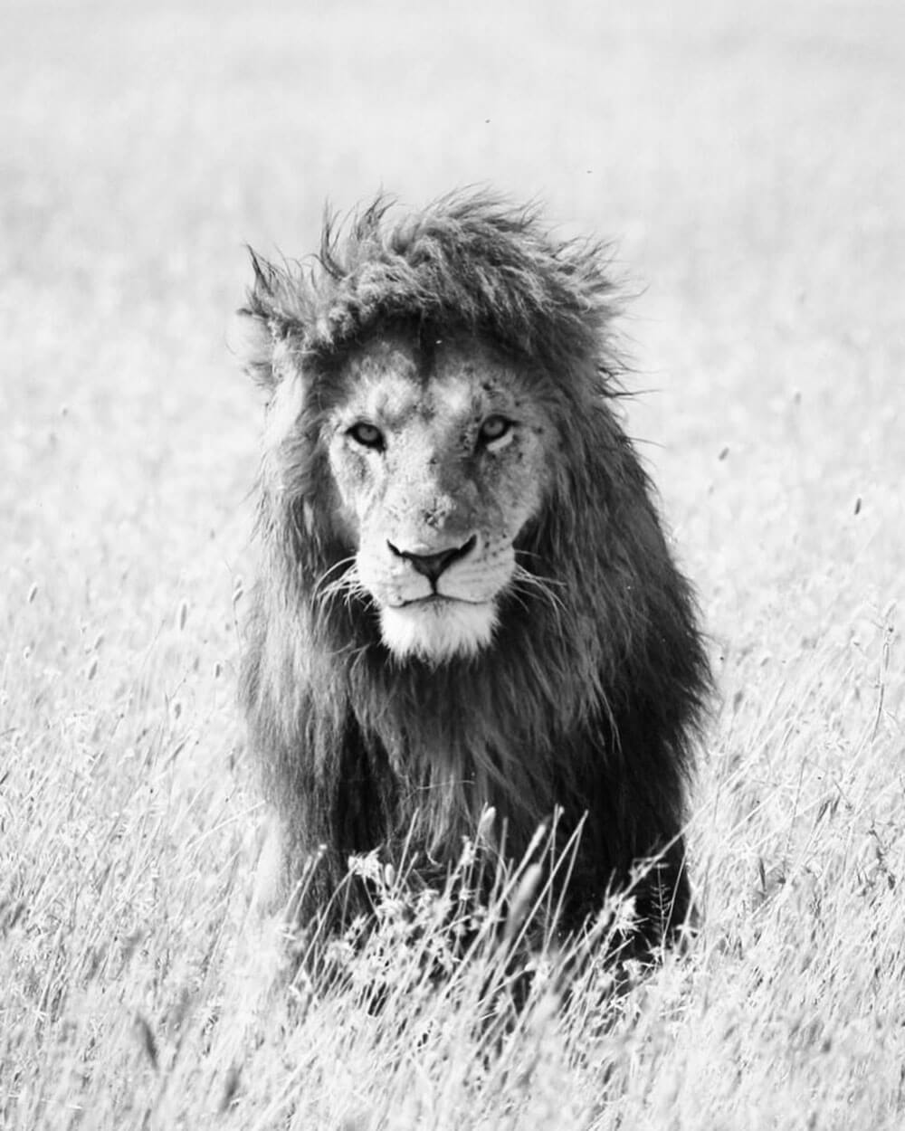 Black and white portrait image of Lion