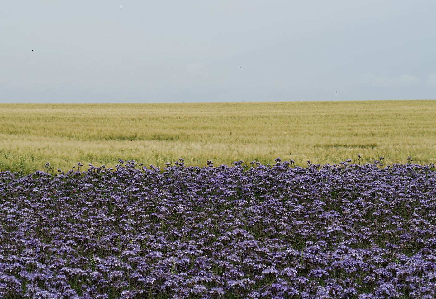 CanonHonoursScholarshipGeorgNobis