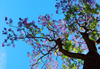 Image of a colourful tree by Khondakar Al Sabah