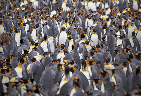 Peter Eastway Antarctica