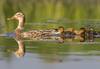 Mother duck swimming with ducklings following