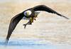 Flying eagle