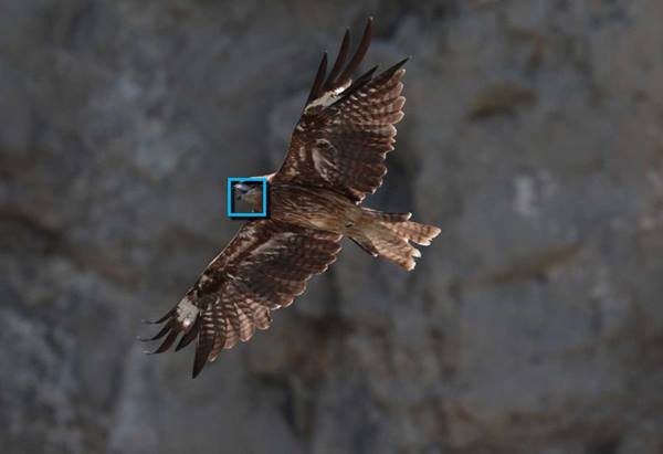 Autofocus on photographing a bird