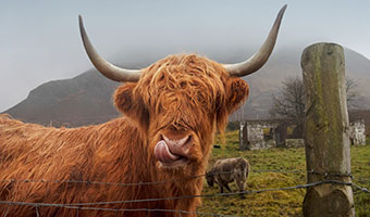 Image of a cow on a hill