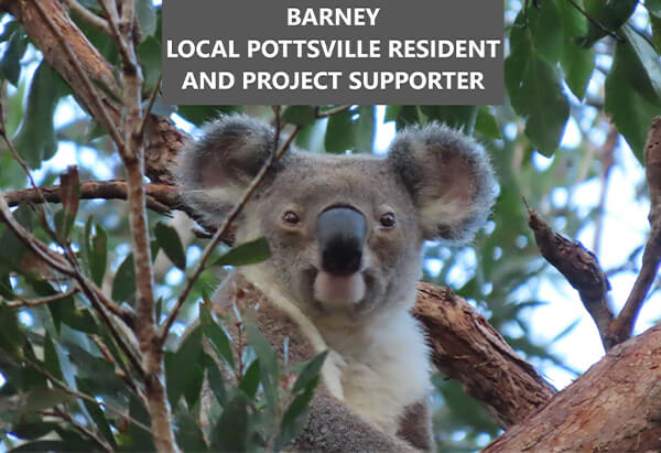 Saving our Koalas Inc