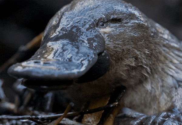 Hobart Rivulet Platypus