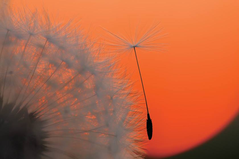 Dandelions