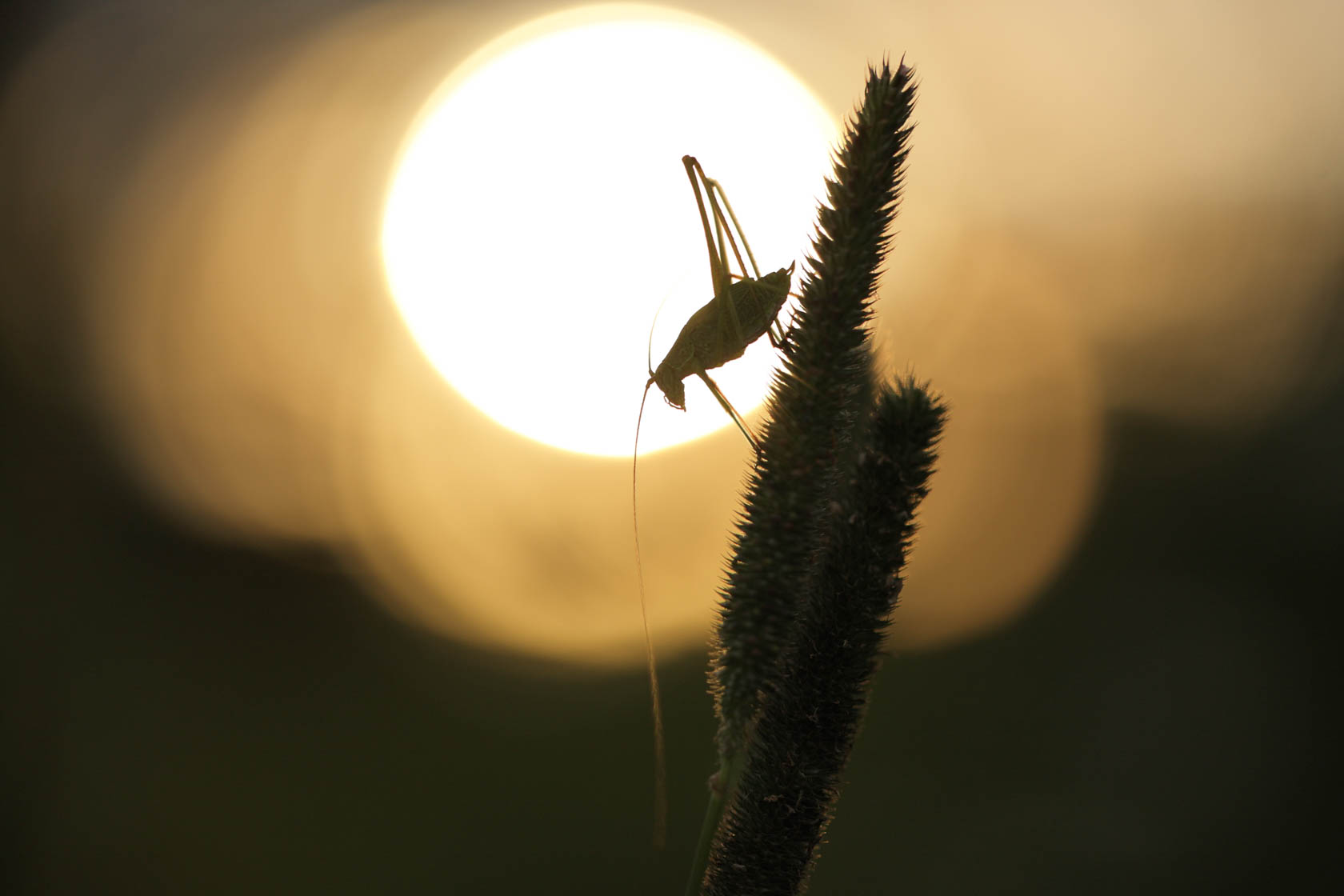 EF 100mm f/2.8L Macro IS USM Lens | Canon Australia
