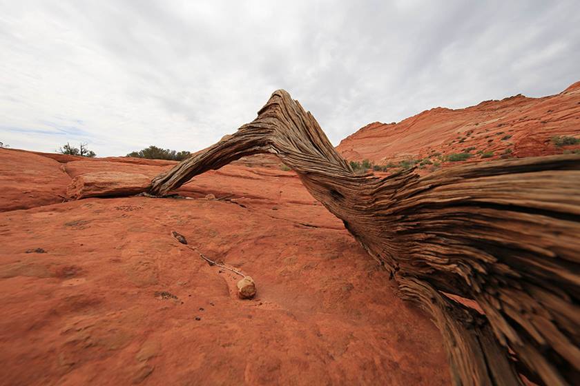 Image of a dead tree lying across red sand taken with the Canon EF 11-24mm f4L USM wide zoom lens