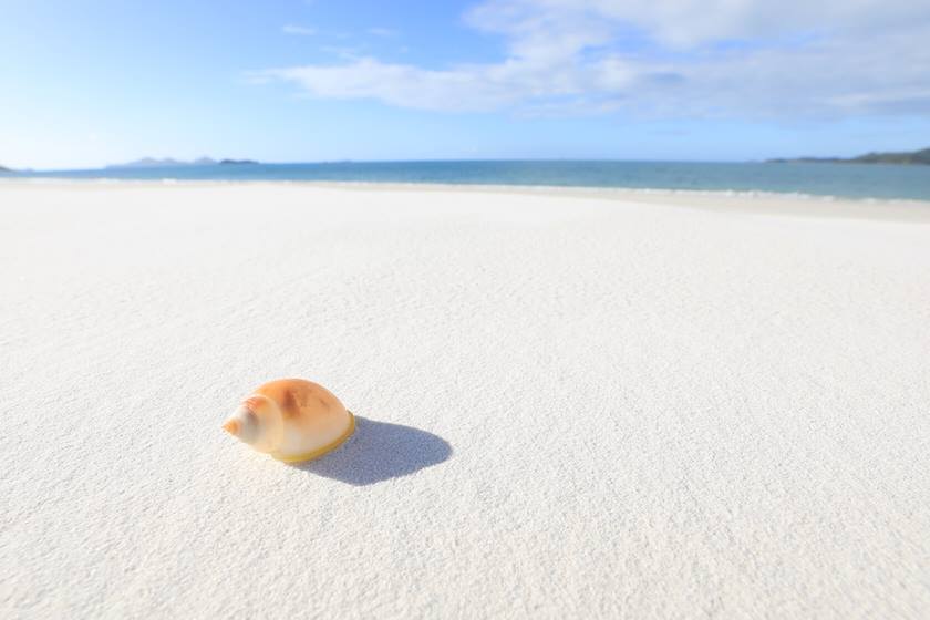 Shell on the sand