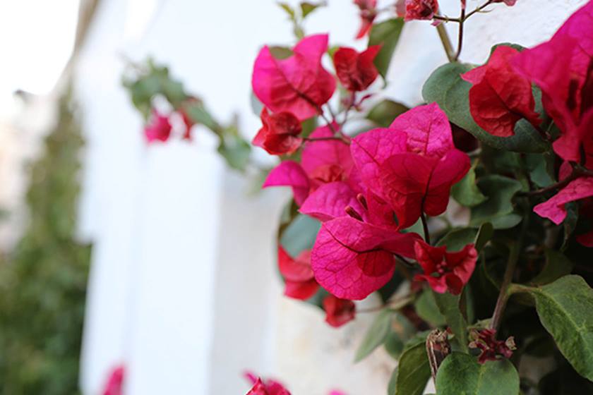 Bougainvillea flowers taken using EF 16-35mm f/4L IS USM