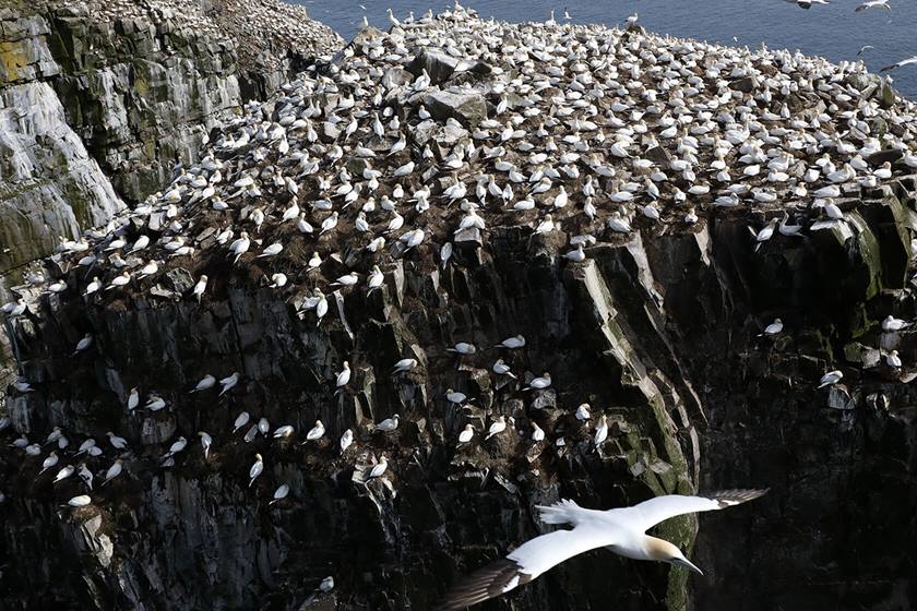 Birds on sea cliff