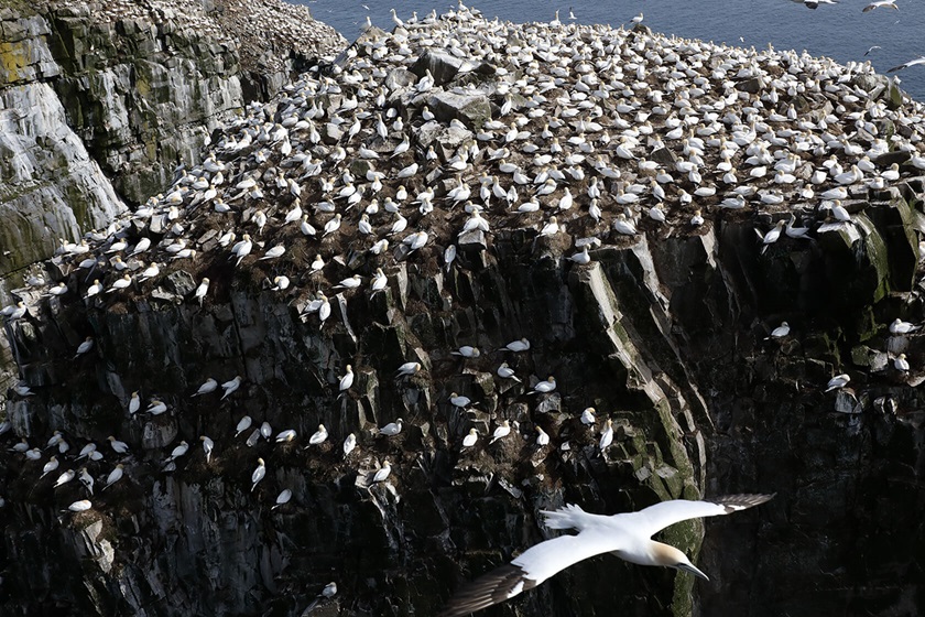 Birds on sea cliff