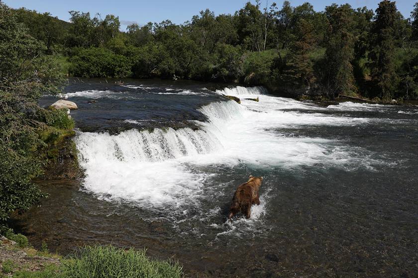 Bear in lake