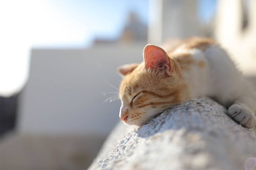 Image of cat taken with EF 35mm f/1.4L II USM