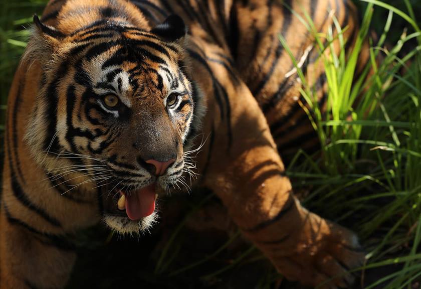 Photo of tiger taken with EF 400mm f/2.8L IS III USM Lens