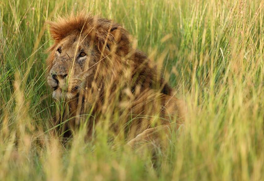 Photo of lion taken with EF 400mm f/2.8L IS III USM Lens