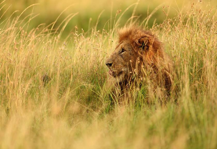 Photo of lion taken with EF 400mm f/2.8L IS III USM Lens