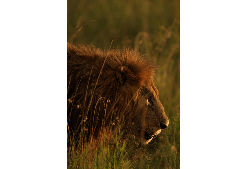 Photo of lion taken with EF 400mm f/2.8L IS III USM Lens