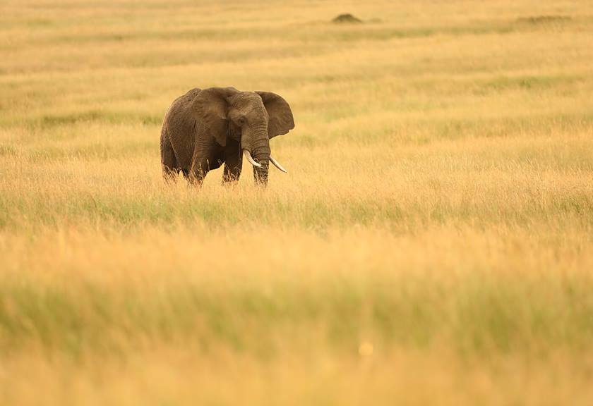 Photo of Elephant in field taken with EF 400mm f/2.8L IS III USM Lens