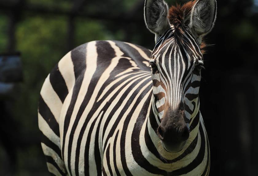 Photo of zebra taken with EF 400mm f/2.8L IS III USM Lens