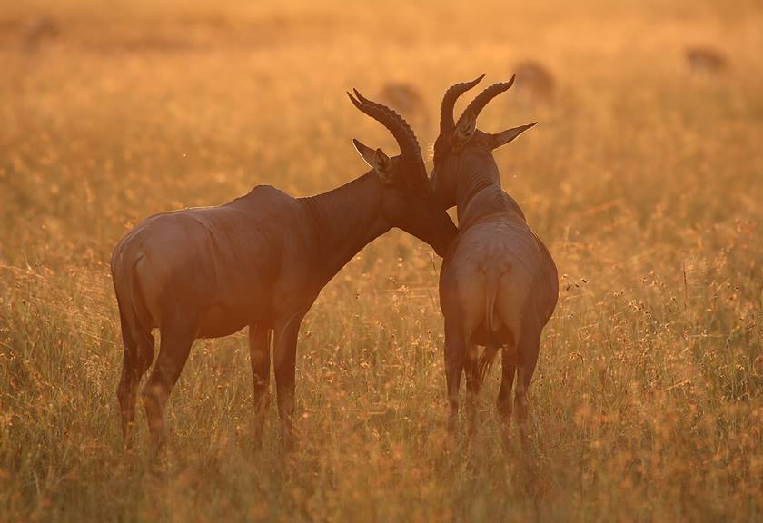 Photo of animals taken with EF 400mm f/2.8L IS III USM Lens