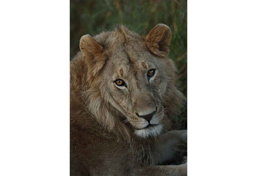 Photo of lioness taken with EF 400mm f/2.8L IS III USM Lens