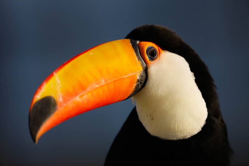 Image of a toucan taken using EF 600mm f/4L IS II USM