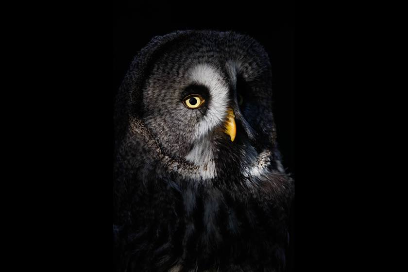 Image of an owl taken using EF 600mm f/4L IS II USM