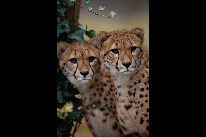 Image of cheetahs taken using EF 600mm f/4L IS II USM