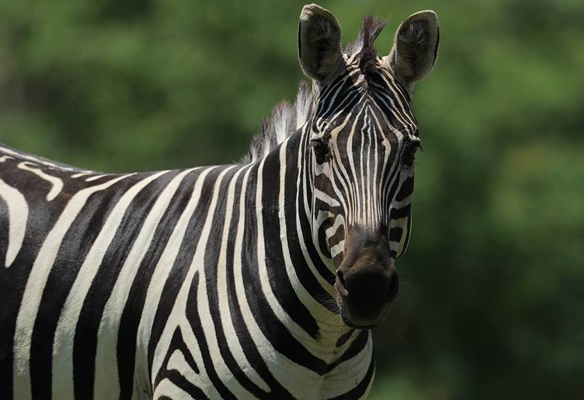 Photograph of zebra taken with EF 600mm f/4L IS III USM Lens