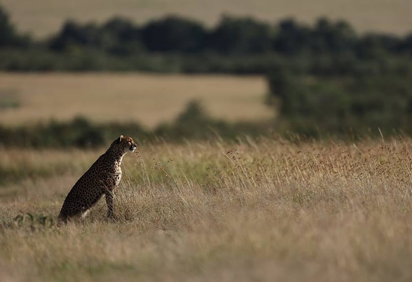 Photograph of cheetah taken with EF 600mm f/4L IS III USM Lens