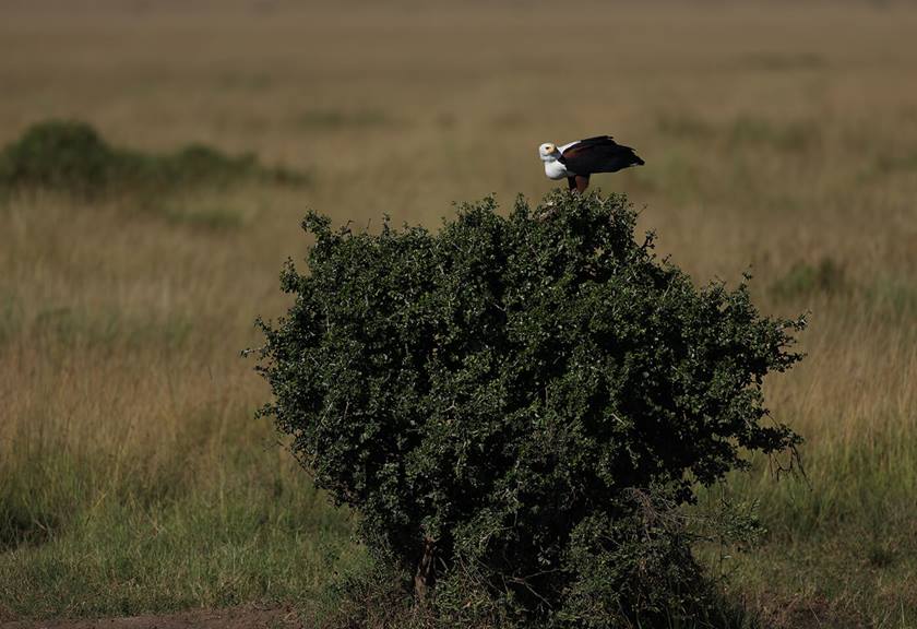 Photograph of bird sitting on tree taken with EF 600mm f/4L IS III USM Lens