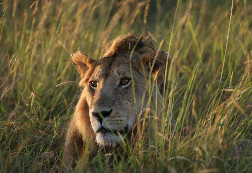Photograph of lion taken with EF 600mm f/4L IS III USM Lens