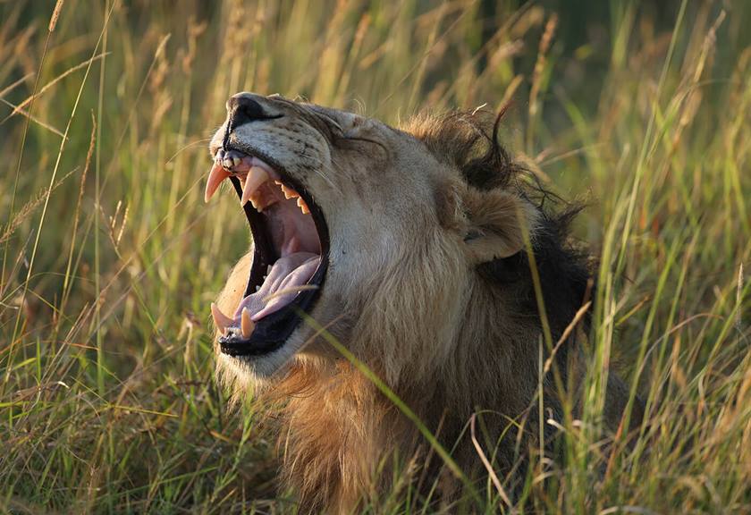 Photograph of lion roaring taken with EF 600mm f/4L IS III USM Lens