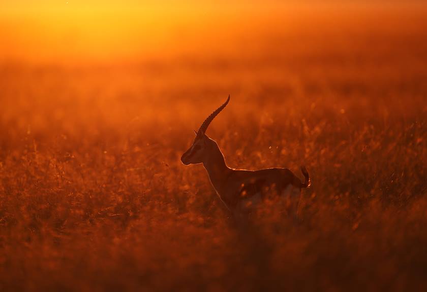 Photograph of animal in field taken with EF 600mm f/4L IS III USM Lens
