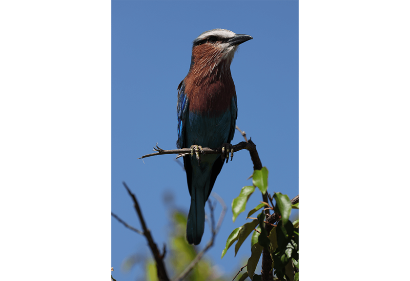 Photograph of bird taken with EF 600mm f/4L IS III USM Lens