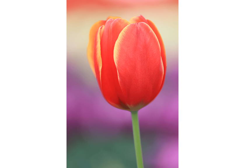 Macro image taken with EF 70 - 200mm F4L IS II USM
