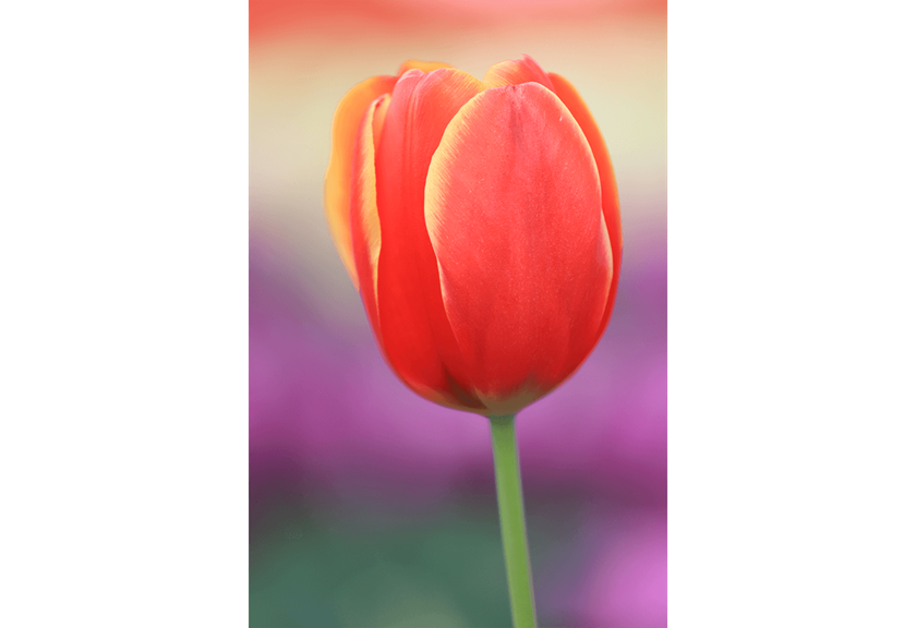 Macro image taken with EF 70 - 200mm F4L IS II USM