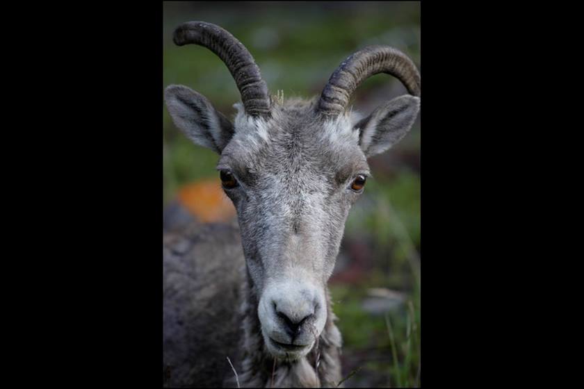 Image of a goat taken using EF 7-200mm f/4L IS USM